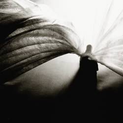 Fragment (FRA) : Nothing Will Ever Be the Same (Single)